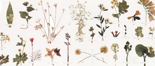 Emily-Dickinsons-Herbarium_Featured